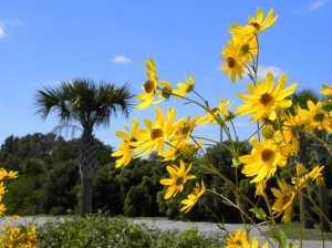 Flowers at the Edisto  Beach State Park